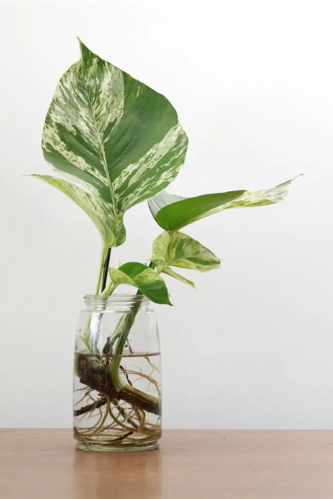 Marble Queen Pothos cutting in water with roots.
