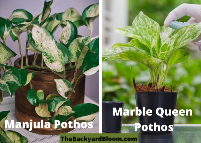 Manjula Pothos in a pot vs a Marble Queen Pothos in a small pot