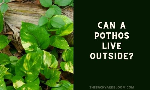 Can A Pothos Live Outside?