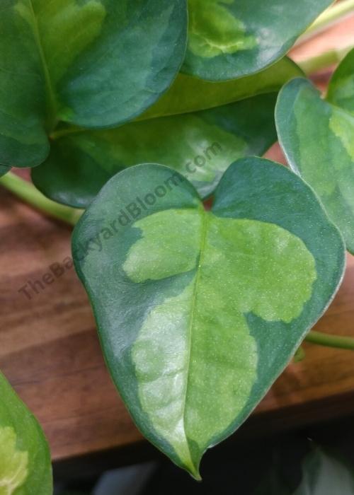 Global Green Pothos leaf up close.