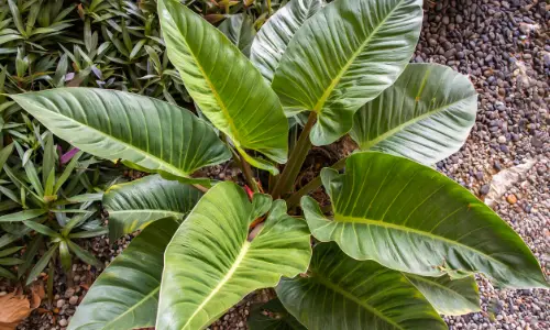 Large Philodendron Melinonii Plant