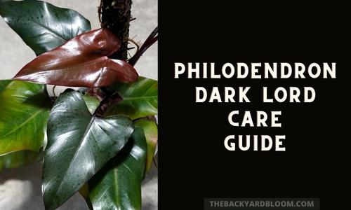 Philodendron Dark Lord Care Guide