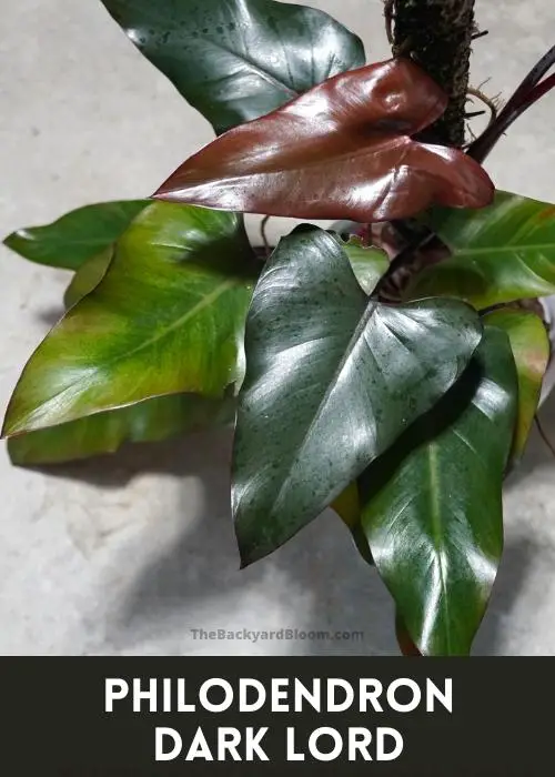 Philodendron Dark Lord