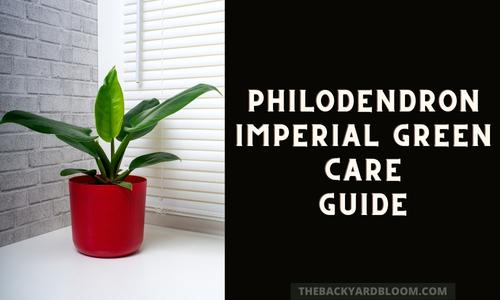Philodendron Imperial Green Care Guide
