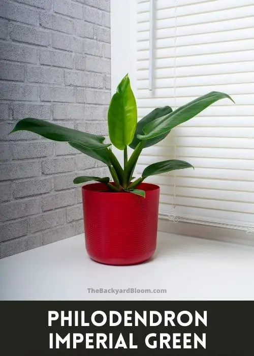 Philodendron Imperial Green Plant