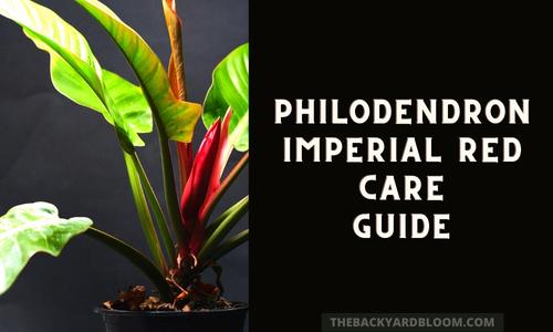 Philodendron Imperial Red Care Guide
