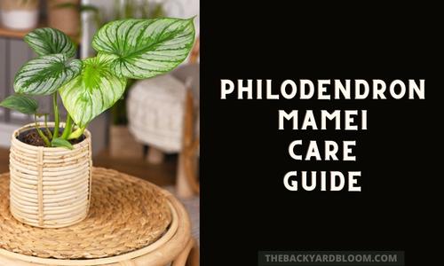 Philodendron Mamei Care Guide