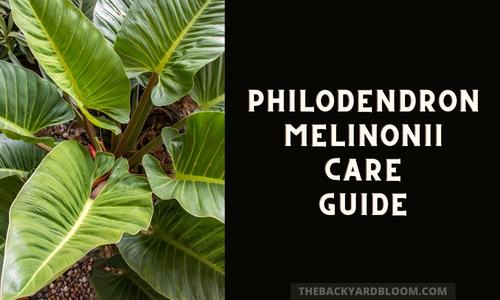 Philodendron Melinonii Care Guide