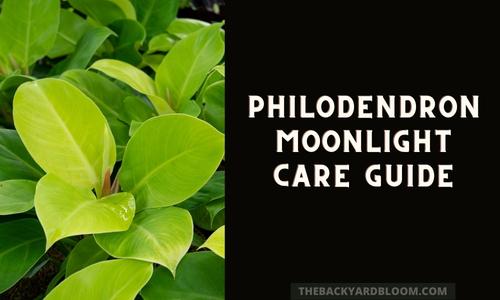 Philodendron Moonlight Care