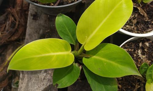 Philodendron Moonlight Plant