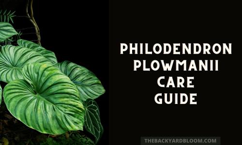 Philodendron Plowmanii Care Guide