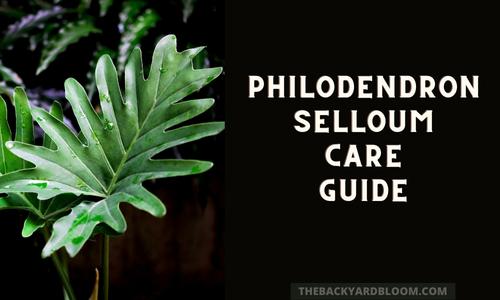 Philodendron Selloum Care Guide