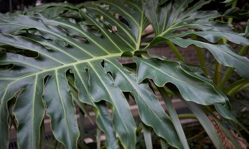 Philodendron Selloum Leaf