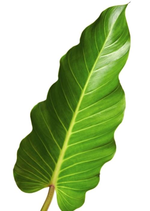 Philodendron melinonii Leaf