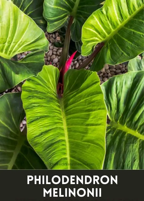 Philodendron melinonii mature leaves