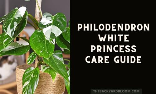 Philodendron White Princess Care