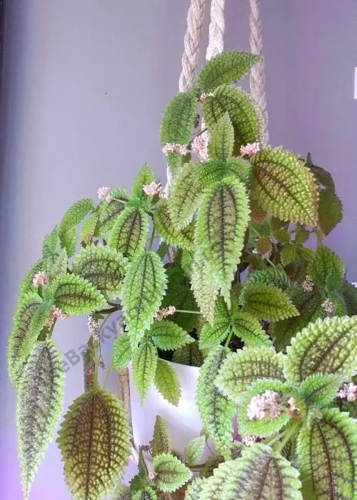 Flowers on a Pilea Moon Valley Plant