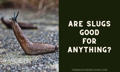 Are Slugs Good for Anything?