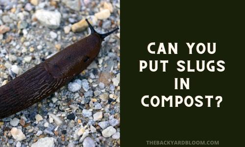 Can You Put Slugs In Compost?