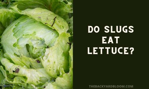 Do Slugs Eat Lettuce?