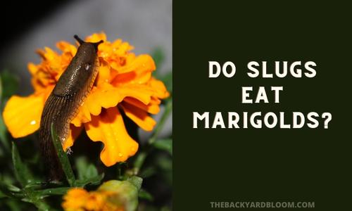 Do Slugs Eat Marigolds?