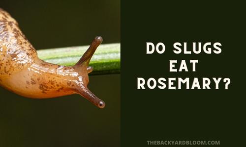 Do Slugs Eat Rosemary?