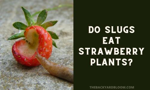 Do Slugs Eat Strawberry Plants?