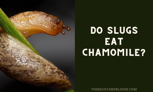 Do slugs Eat Chamomile?