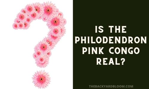 Is The Philodendron Pink Congo Real