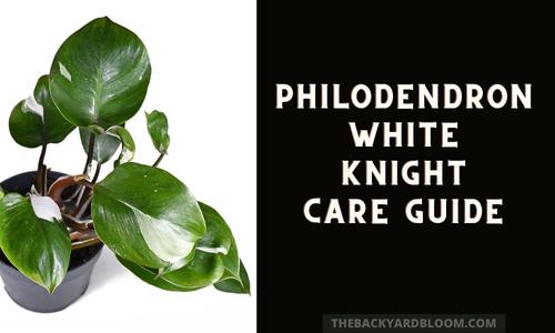 Philodendron White Knight Care Guide
