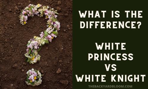 Philodendron White Princess vs White Knight