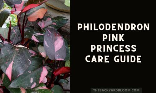Philodendron Pink Princess Care Guide