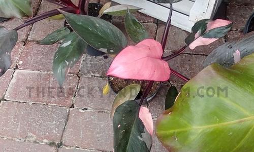 Philodendron Pink Princess fully pink leaf.