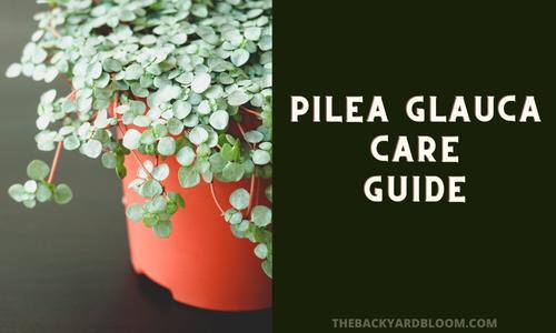 Pilea Glauca Care Guide