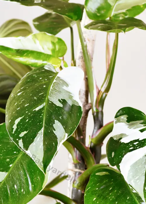 Stems of a Philodendron White Princess