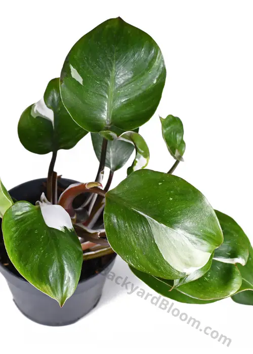 Variegation on a Philodendron White Knight