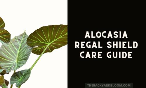 Alocasia Regal Shield Care Guide