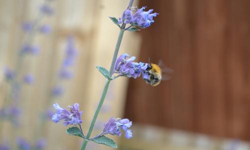 A bee on the flowers of a catnip plant.