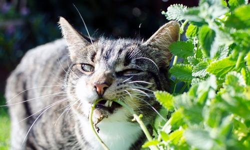 A cat chewing on catnip plants in the garden