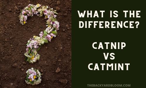 Catnip vs Catmint