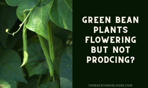 Green Bean Plants Not Producing