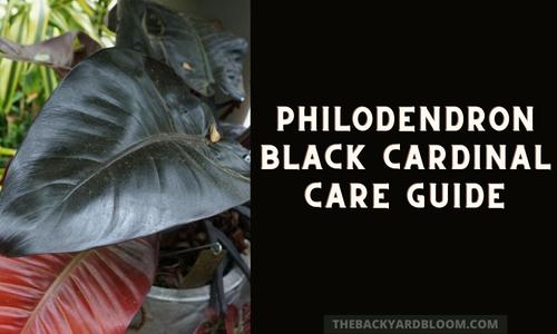 Philodendron Black Cardinal Care