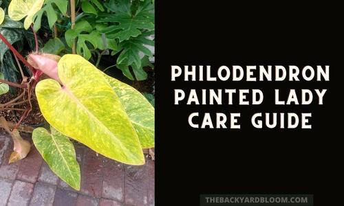 Philodendron Painted Lady Care Guide