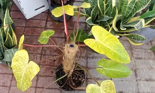 A Philodendron Painted Lady Plant
