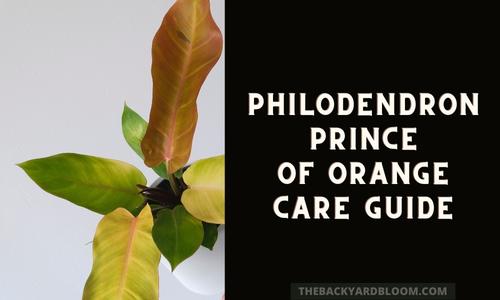 Philodendron Prince of Orange care guide