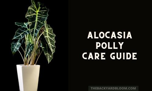 Alocasia Polly Care