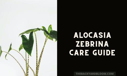 Alocasia Zebrina Care Guide