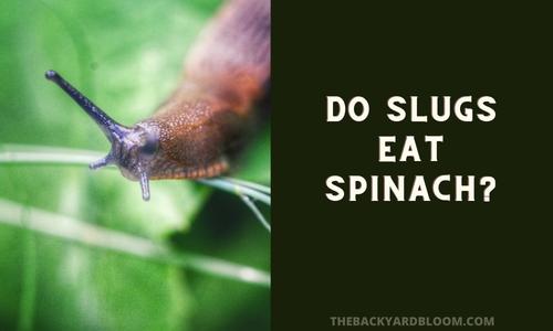 Do Slugs Eat Spinach?