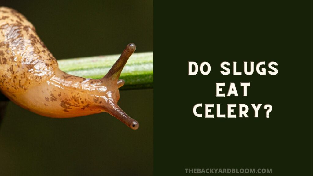 Do Slugs Eat Celery?