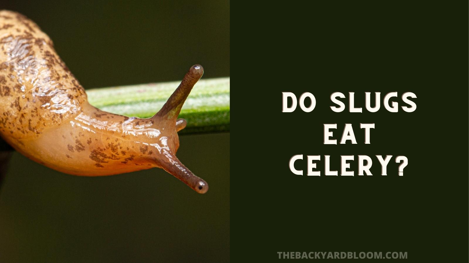 Do Slugs Eat Celery? - The Backyard Bloom